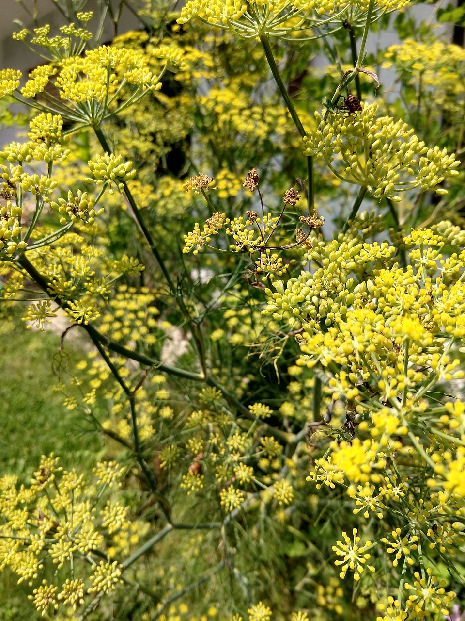 vegetable  green  yellow free photo