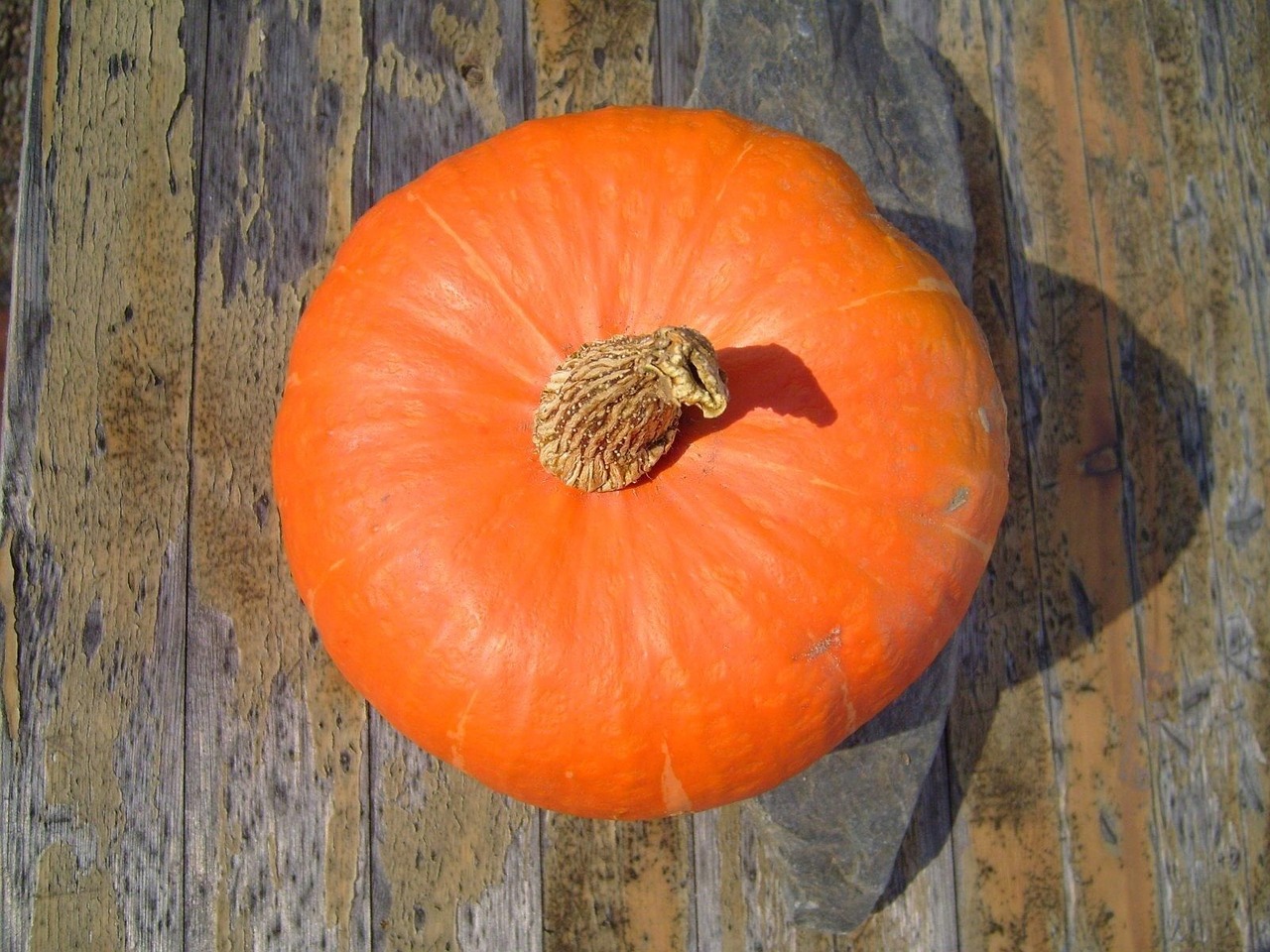vegetable hokkaido pumpkin free photo