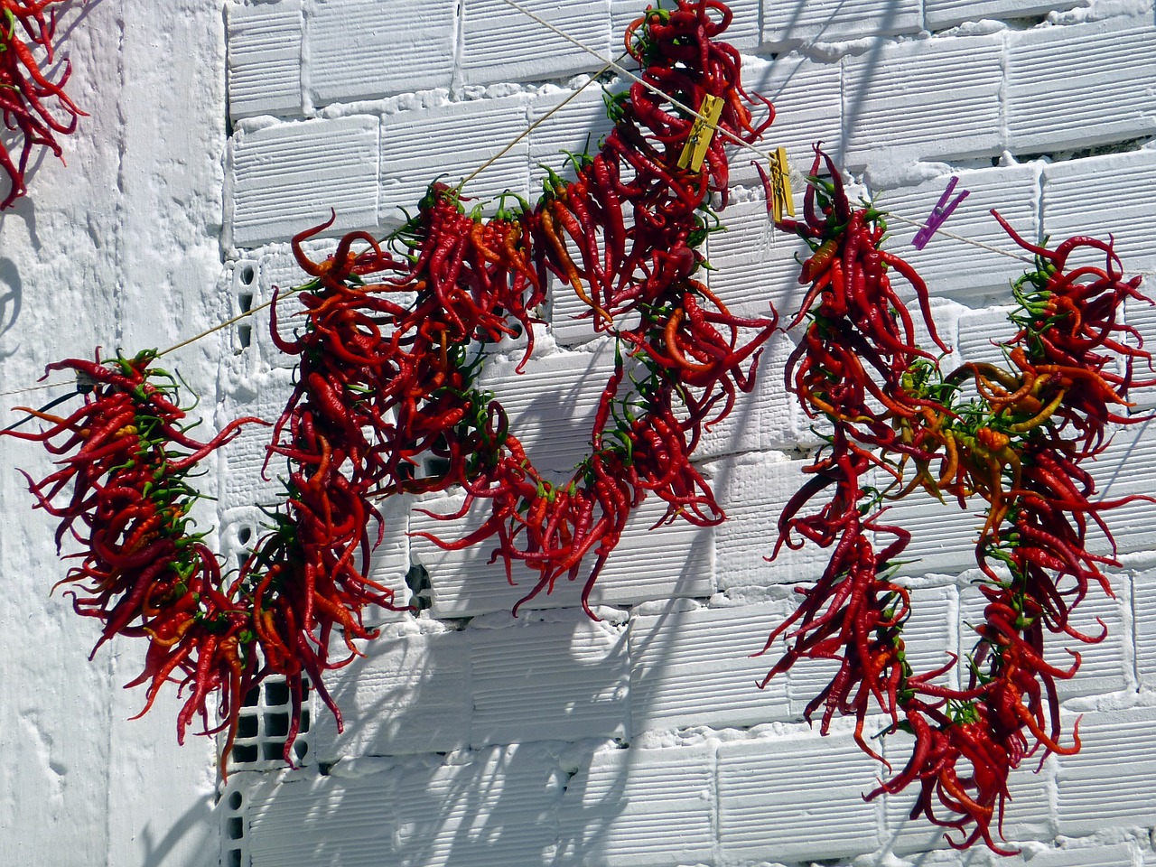 vegetable chili pepper drying free photo