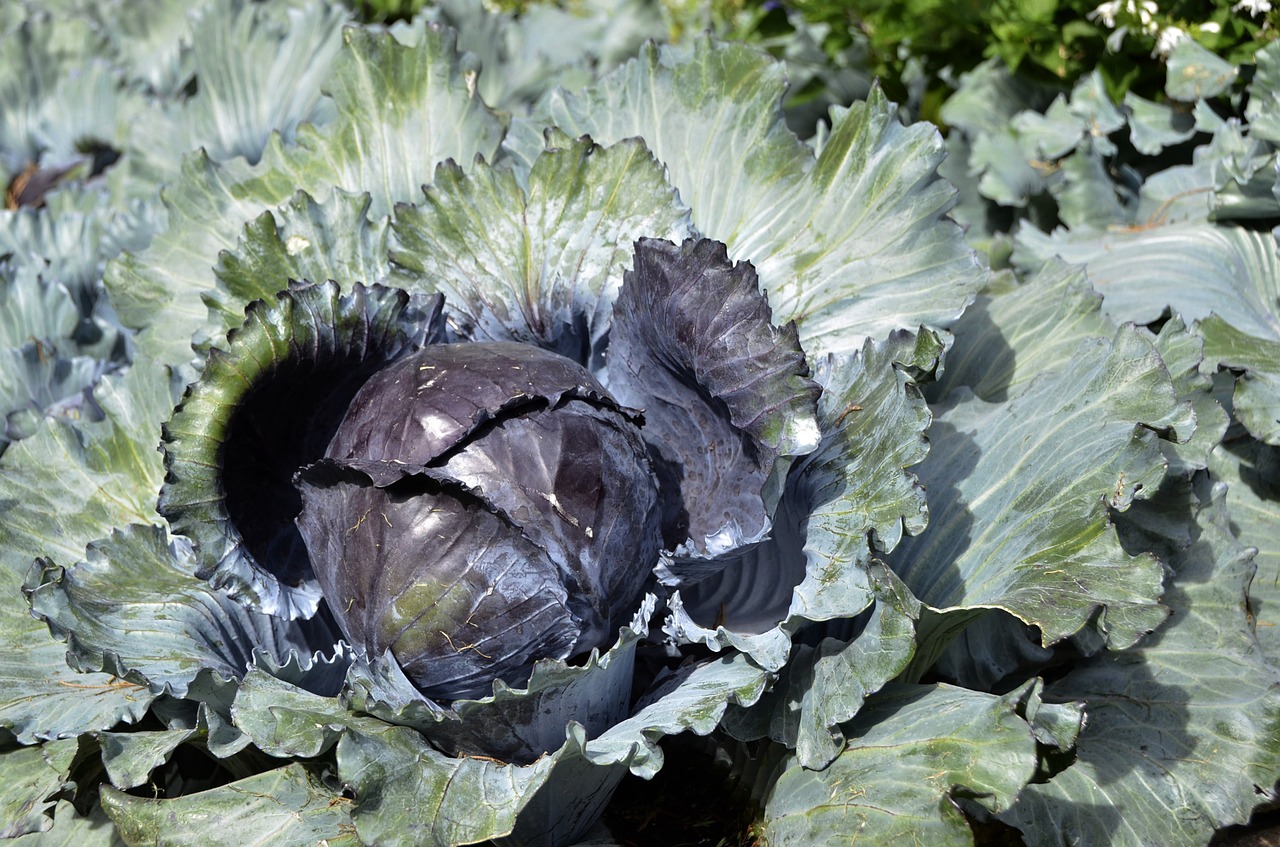 vegetable cabbage green free photo