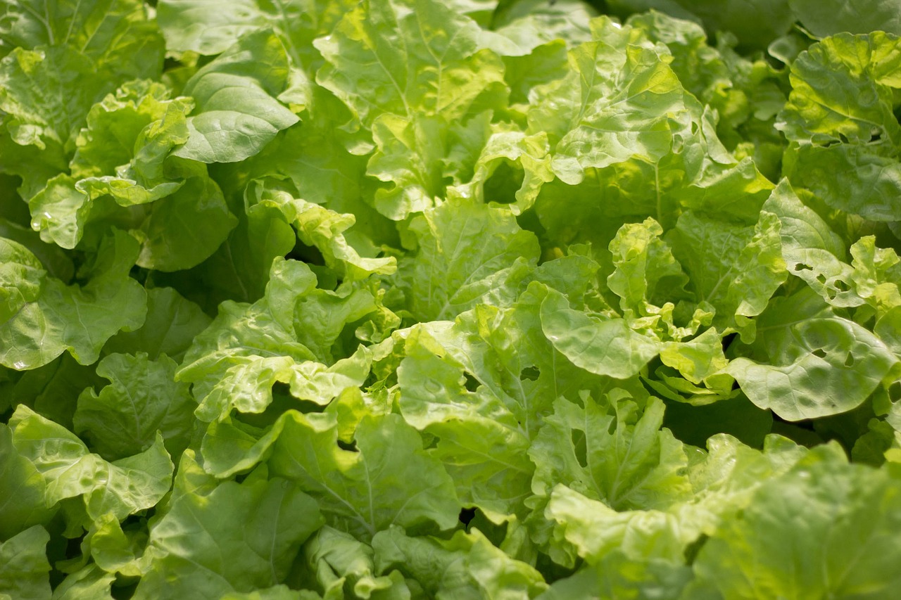 vegetable salad green leaf free photo