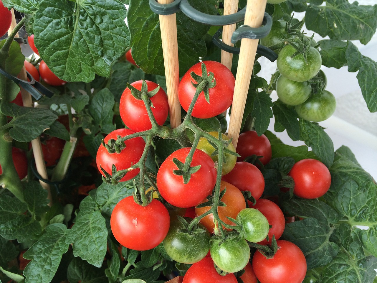 vegetable tomato tomato plant free photo