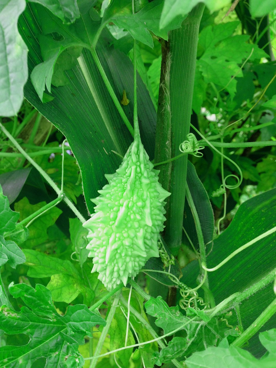 vegetable bitter gourd bitter free photo