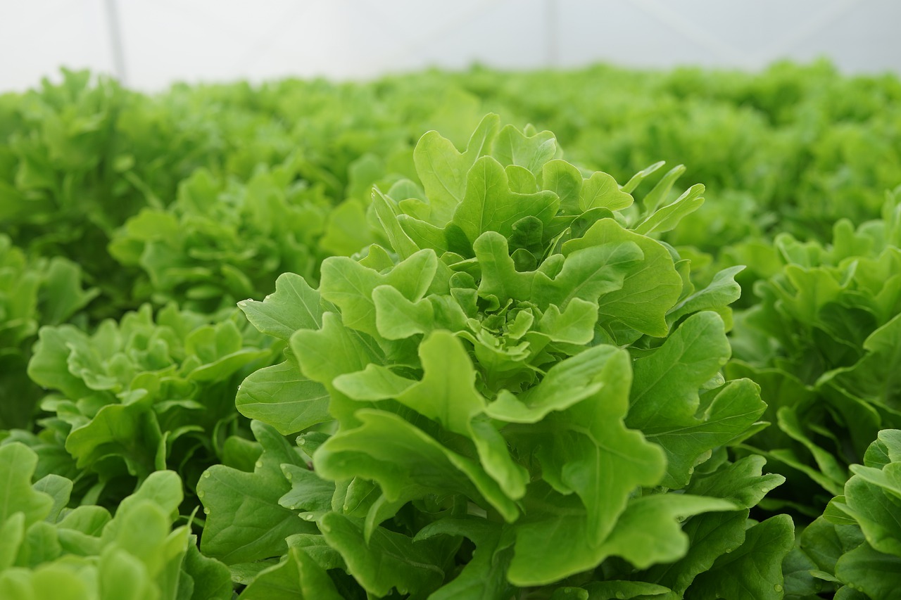 vegetable cultivation  lettuce looseleaf  farming free photo