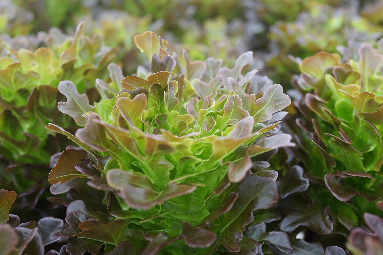 vegetable cultivation  organic seed lettuce  vegetable free photo