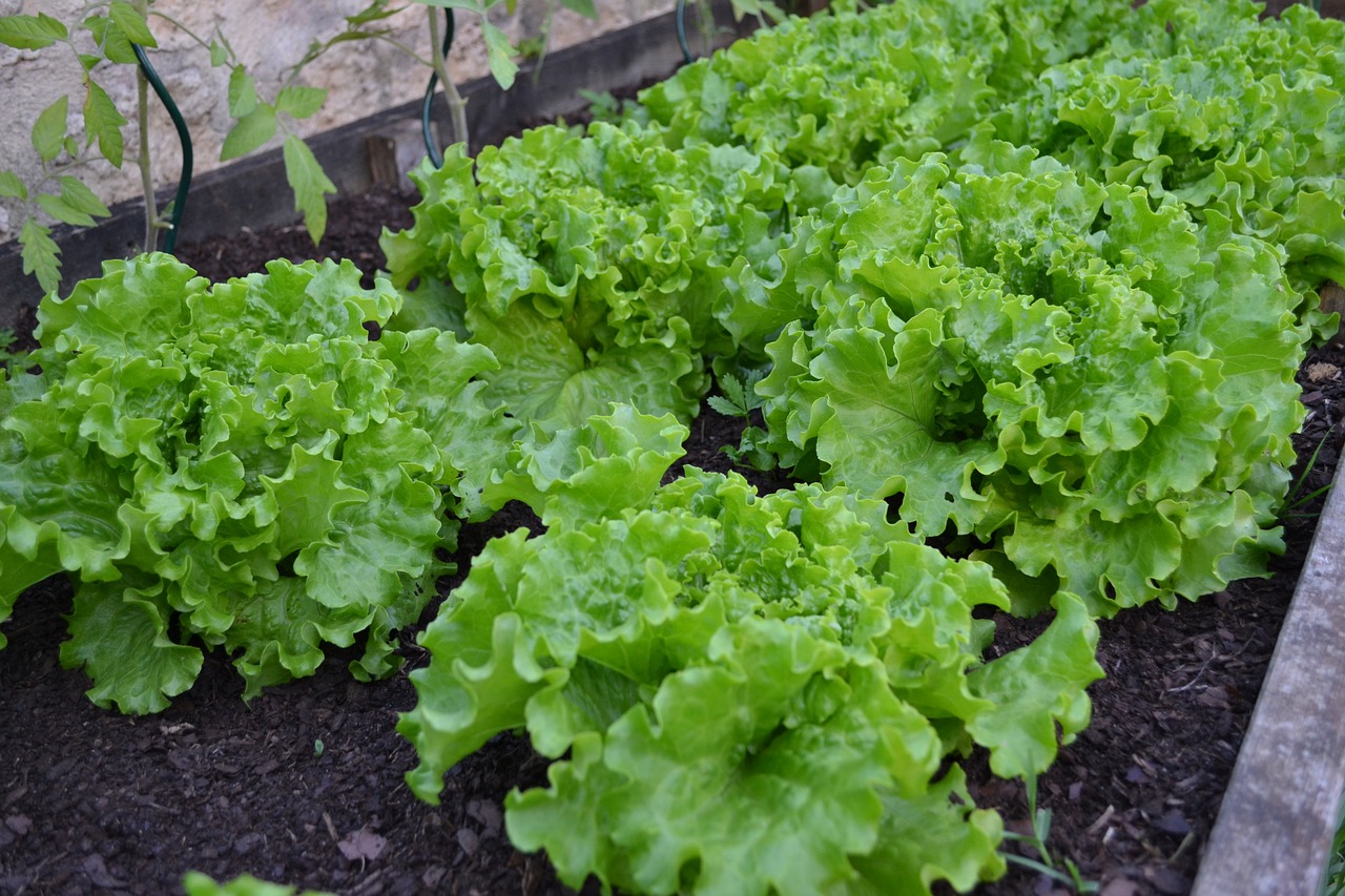 vegetable garden batavia lettuce free photo