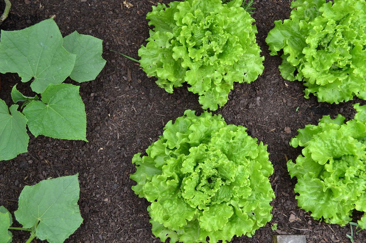 vegetable garden cucumber cucumber plant free photo