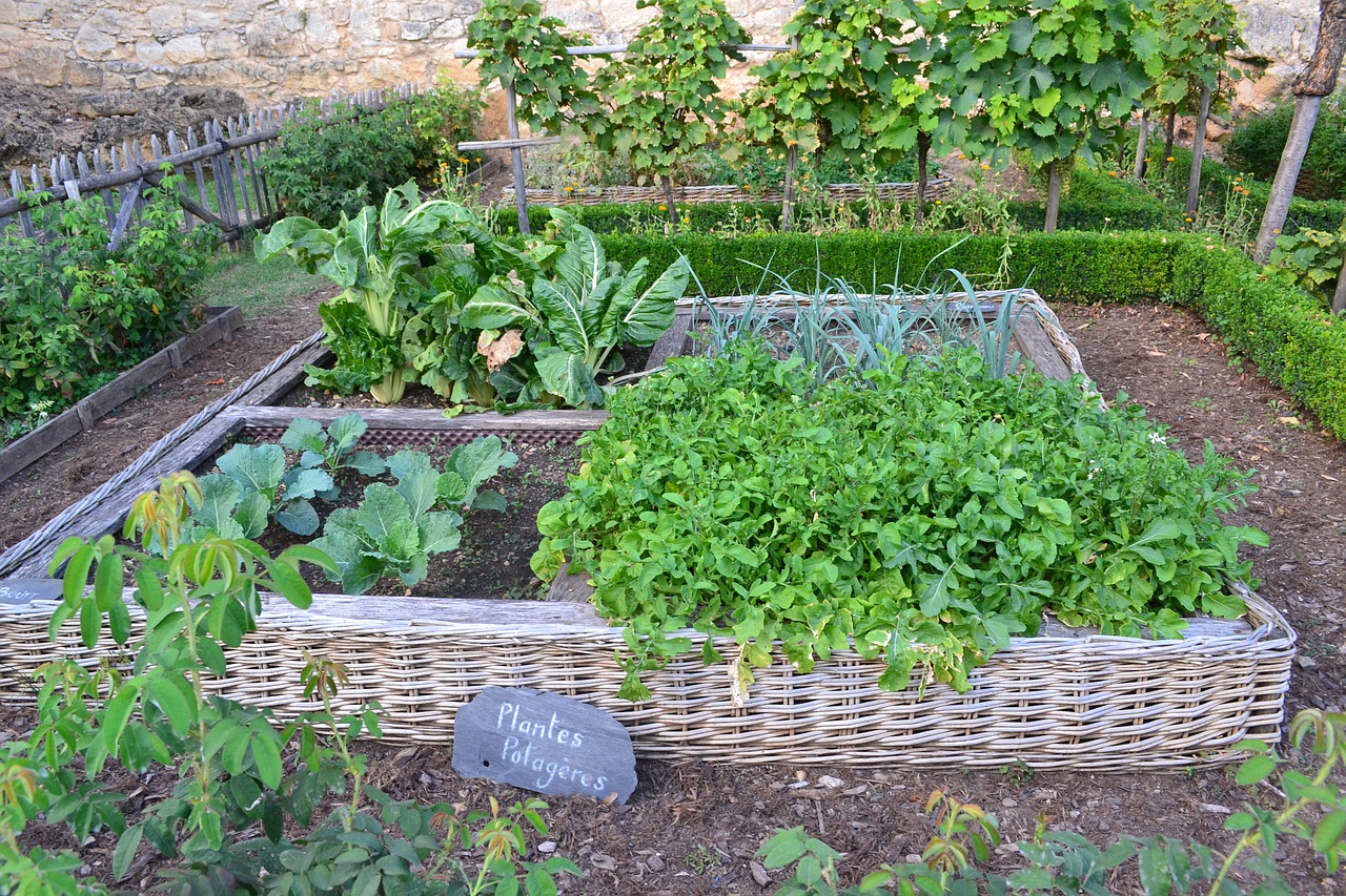 vegetable garden medieval garden château de castelnaud free photo