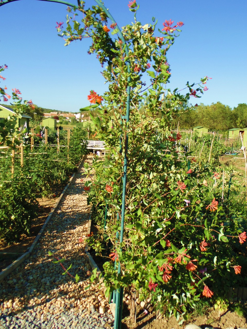 vegetable garden garden gardening free photo