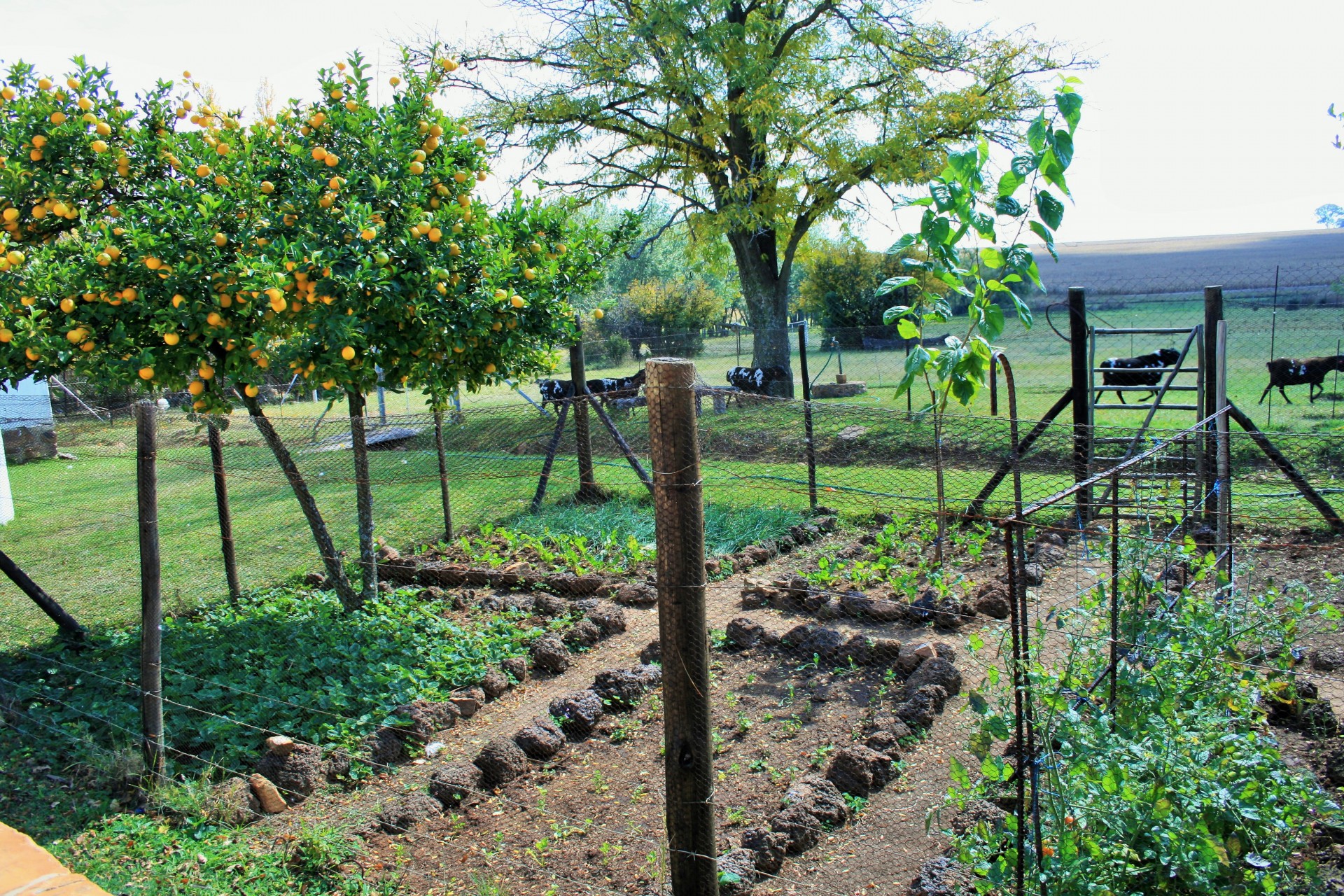 farm garden vegetable free photo