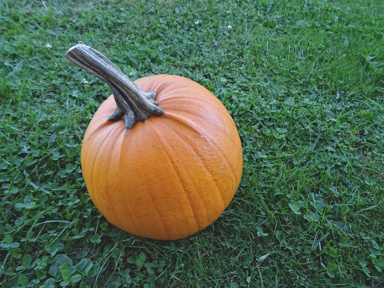 vegetables autumn pumpkin free photo