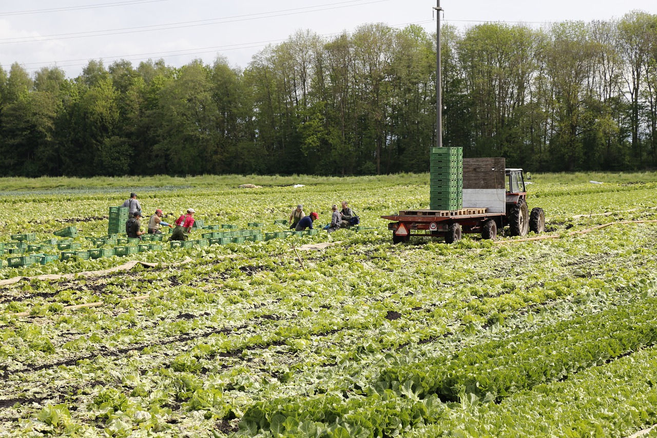 vegetables field harvest free photo