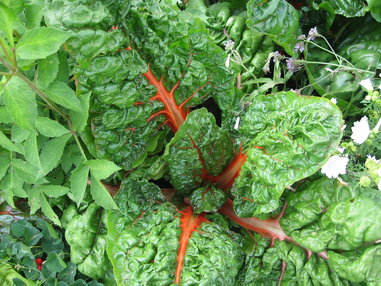 vegetables red swiss chard plant free photo
