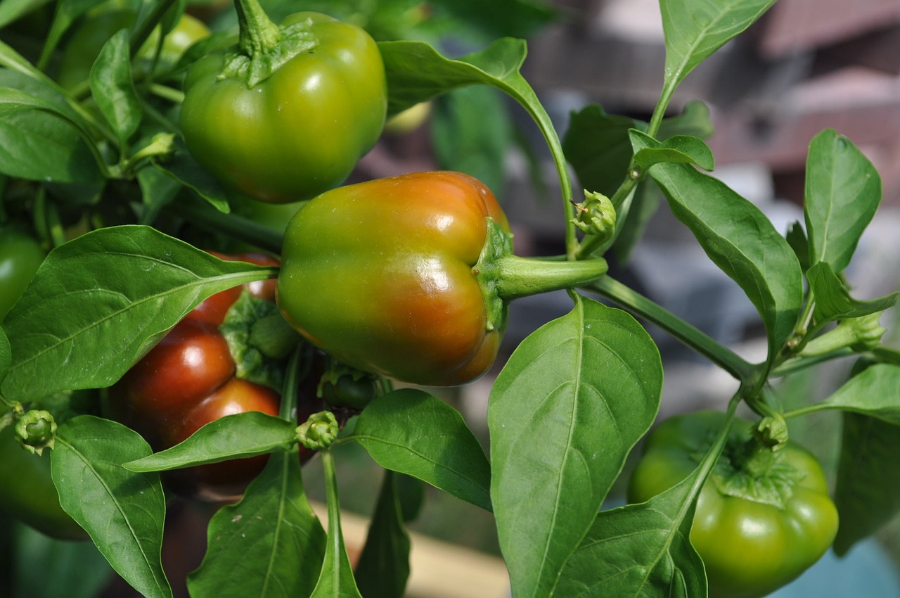 vegetables plants gardening free photo