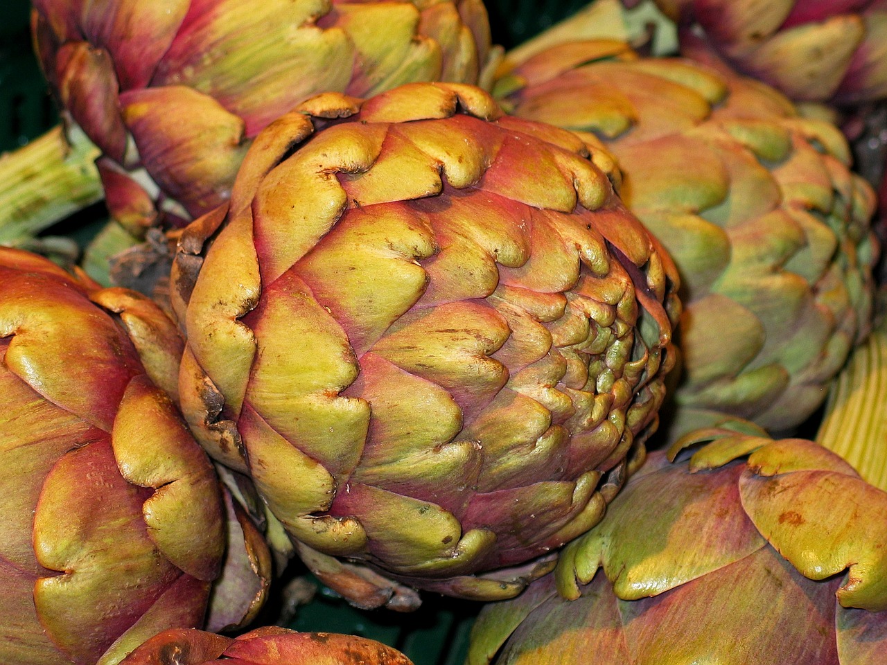 vegetables artichoke healthy free photo