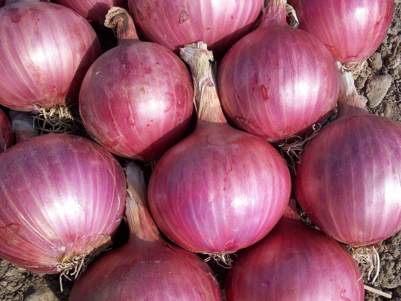 onion vegetables power free photo