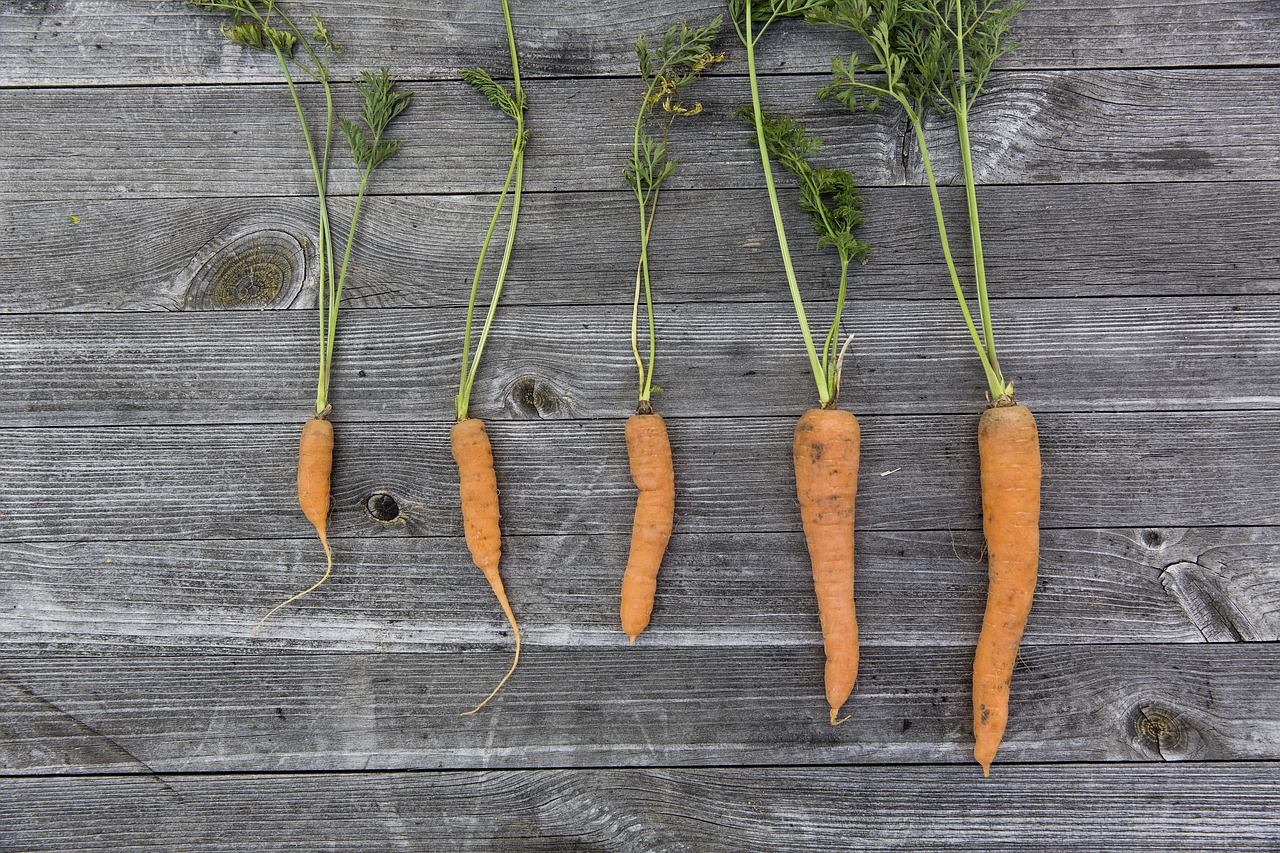 vegetables harvest cultivation free photo