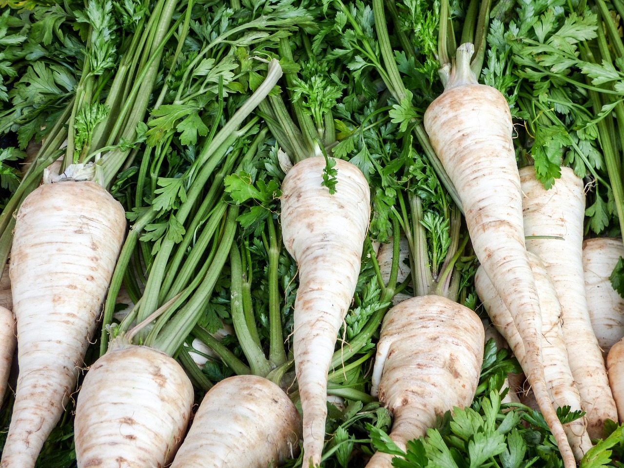 vegetables turnip market free photo