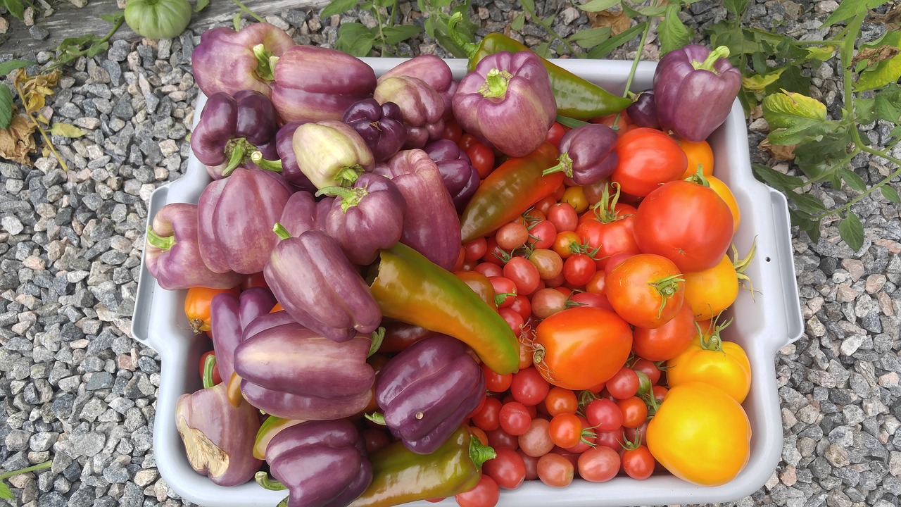 vegetables organic garden free photo