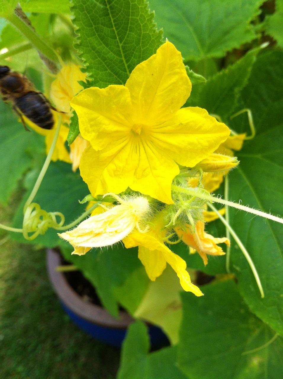 vegetables cucumber plant garden free photo