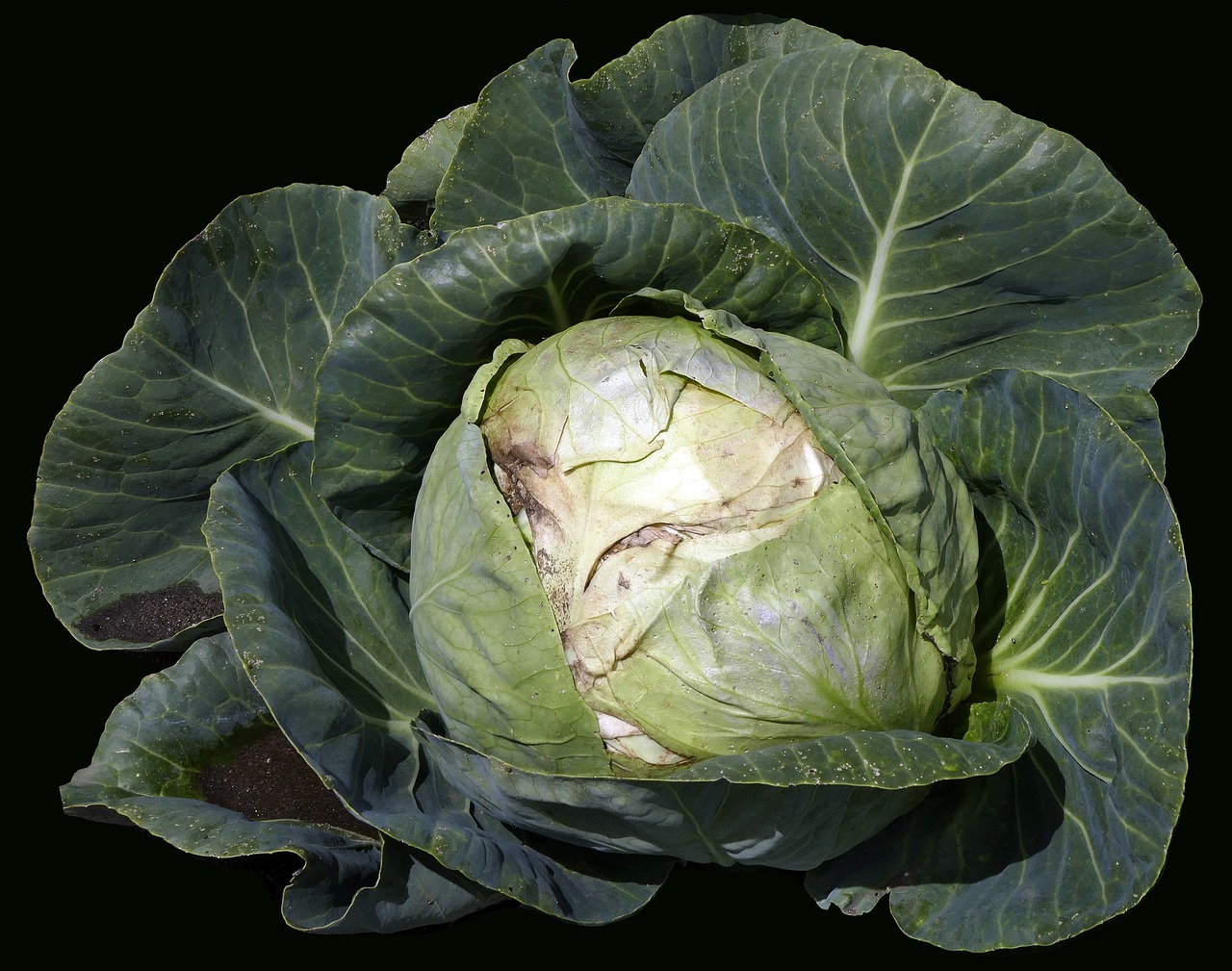 vegetables white cabbage herb free photo