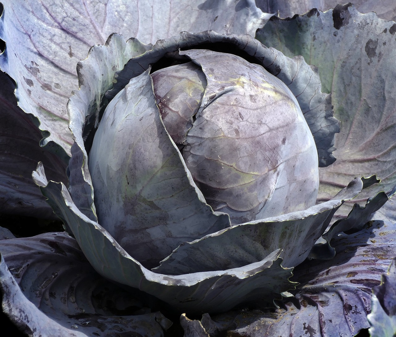 vegetables red cabbage blue cabbage free photo