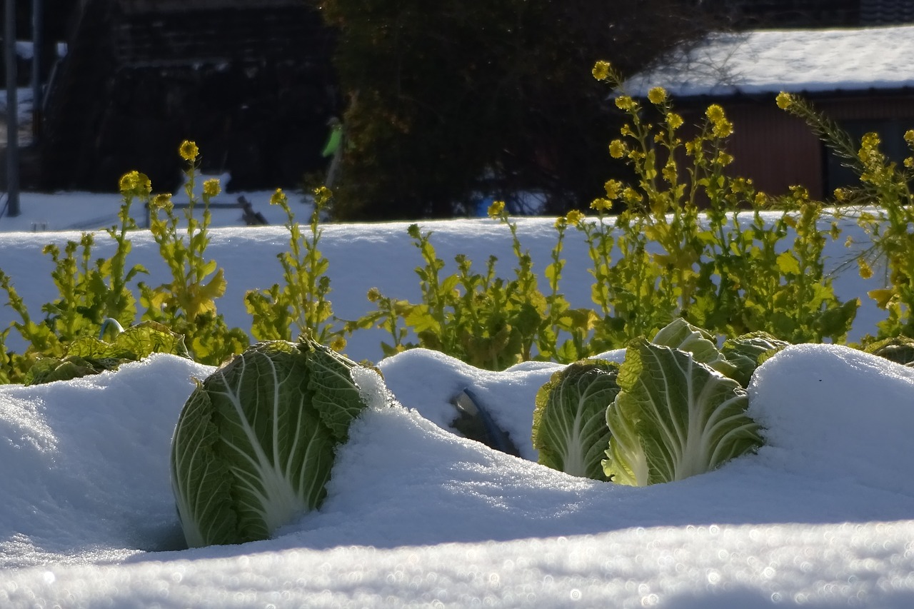 vegetables chinese cabbage rape blossoms free photo