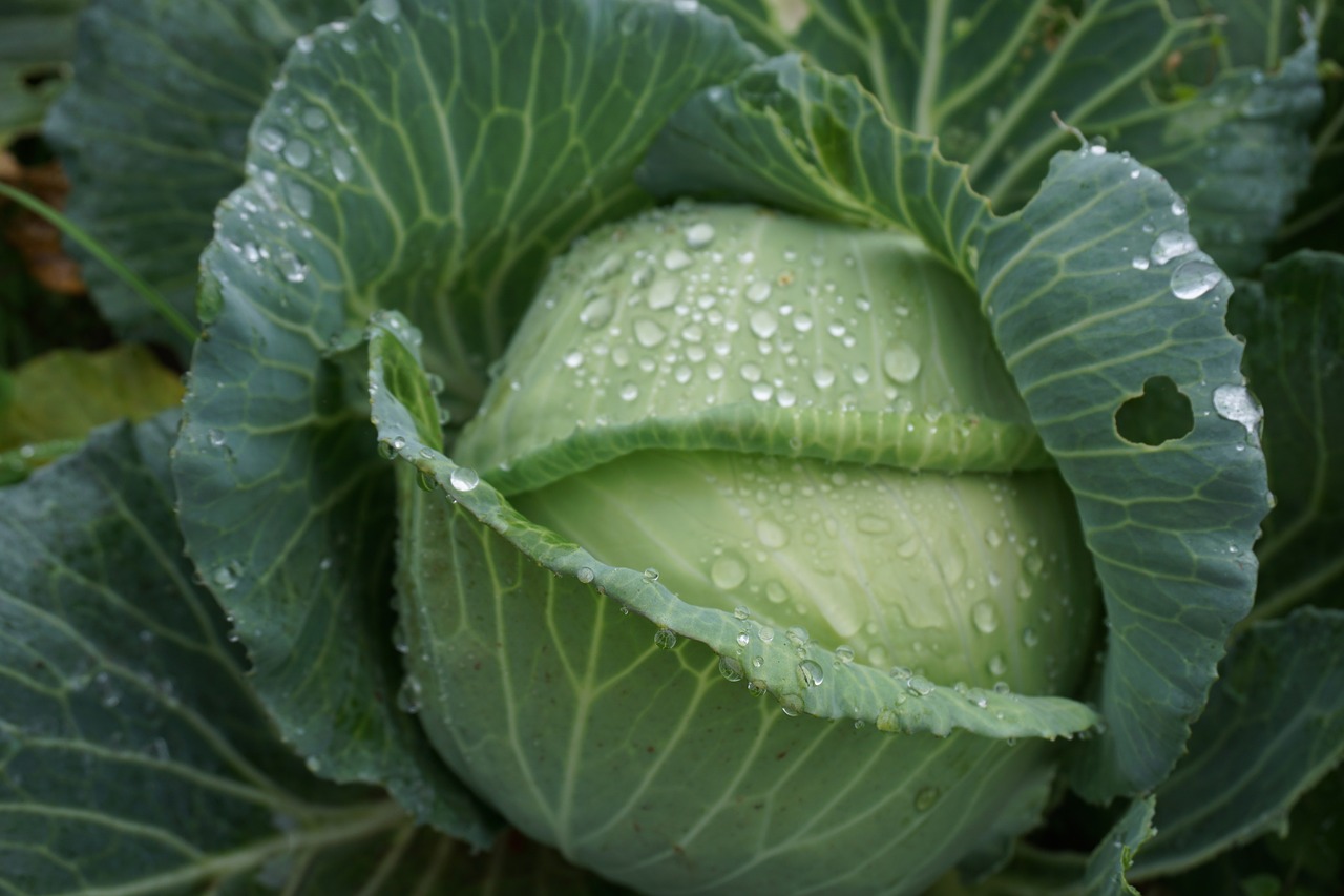 vegetables rain green free photo