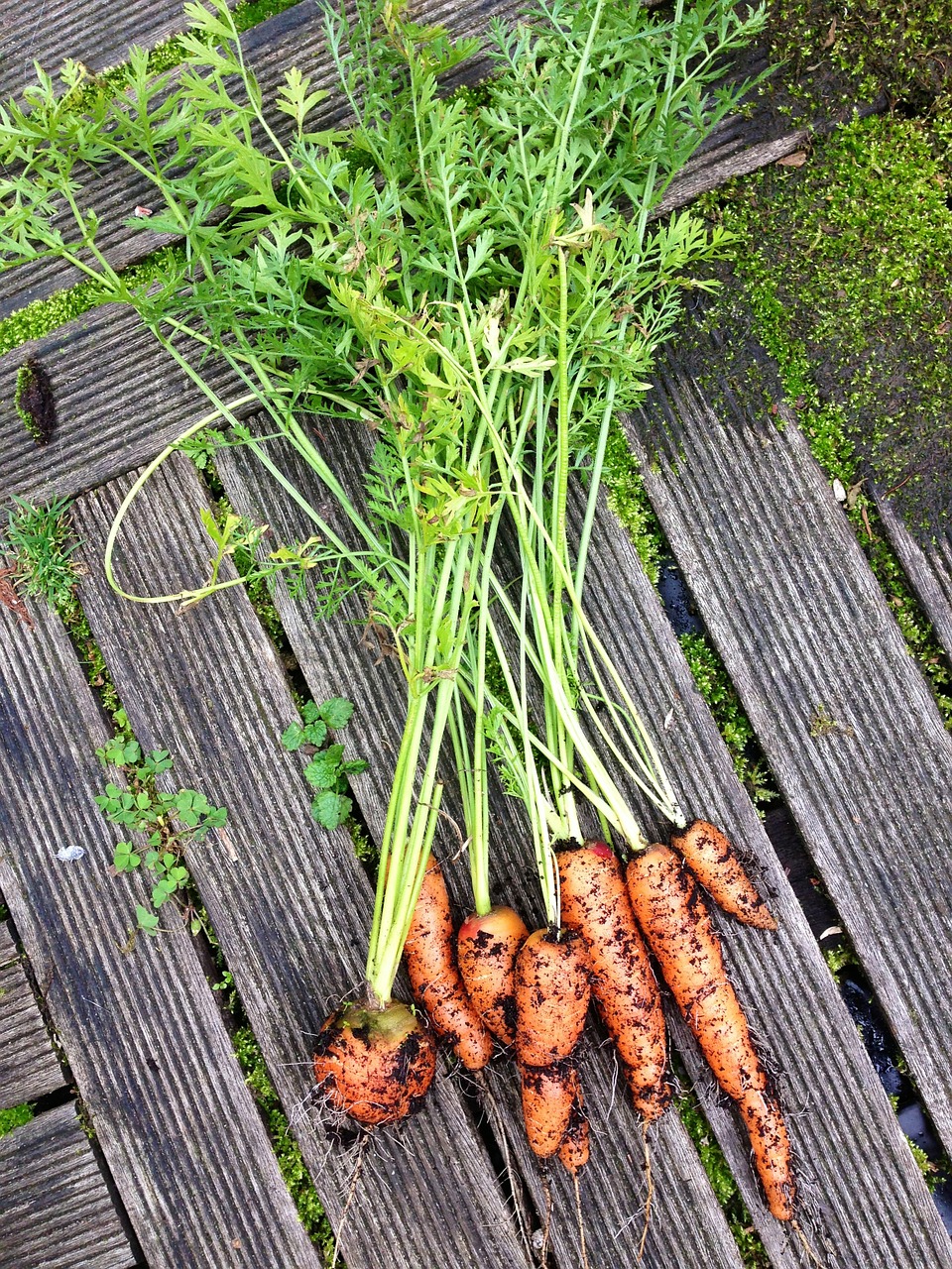vegetables carrots nature free photo