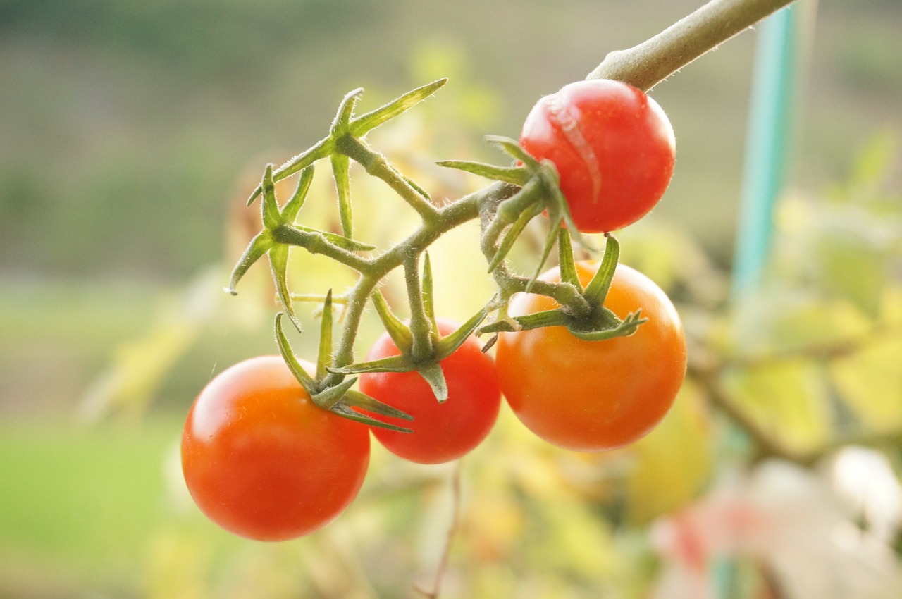 vegetables tomato red free photo