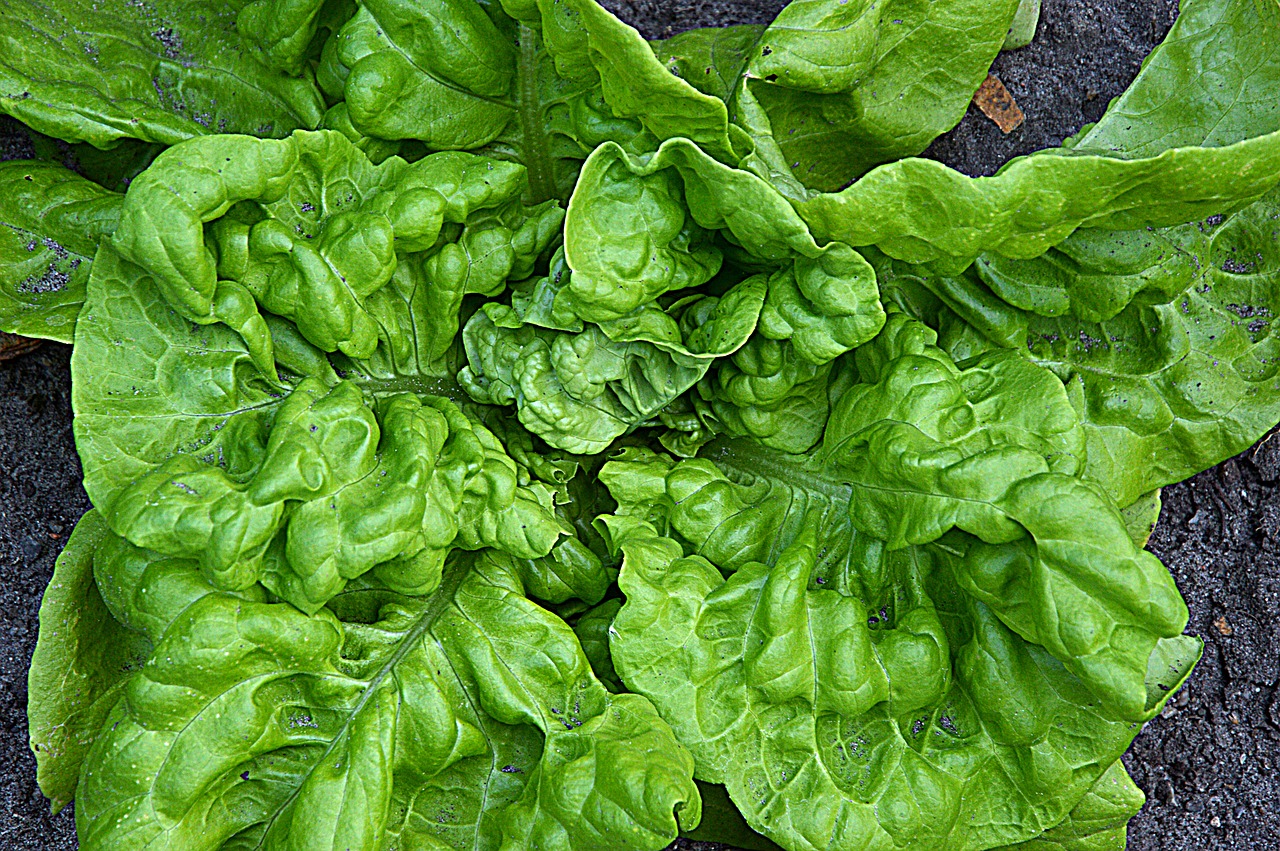 vegetables  salad  lettuce leaves free photo