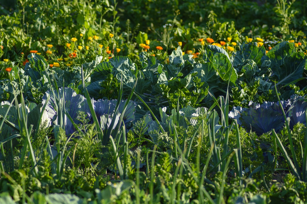 vegetables  vegetable patch  food free photo