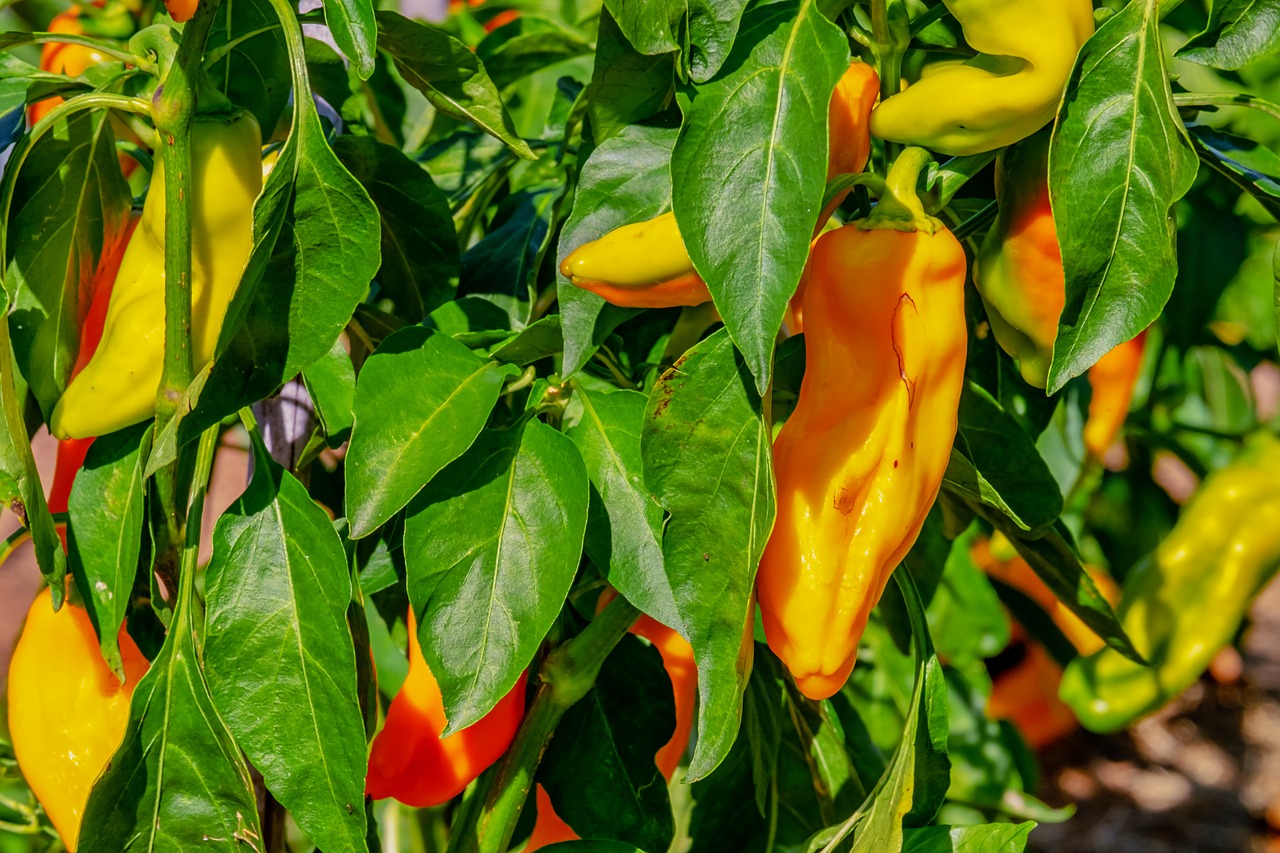 vegetables  paprika  capsicum free photo