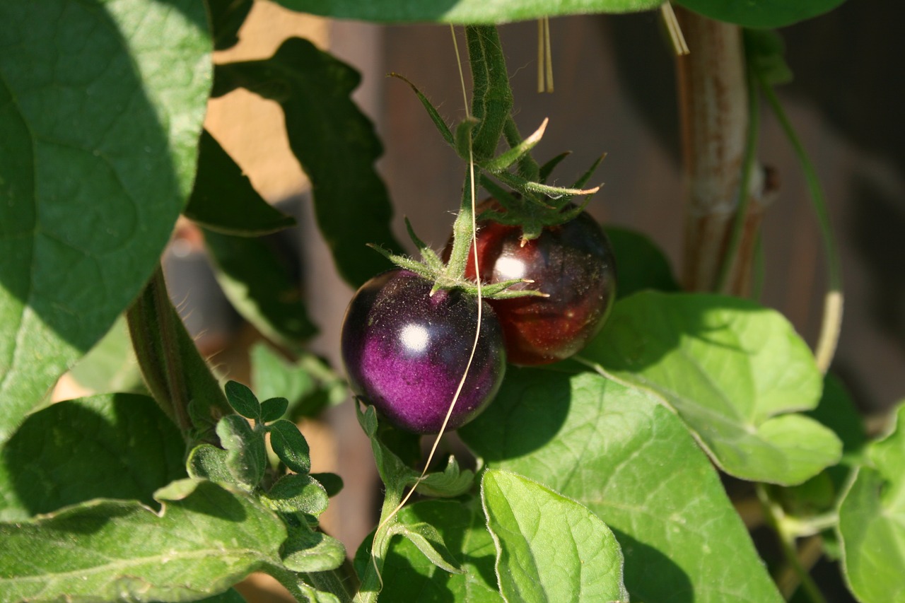 vegetables  tomato  plant free photo