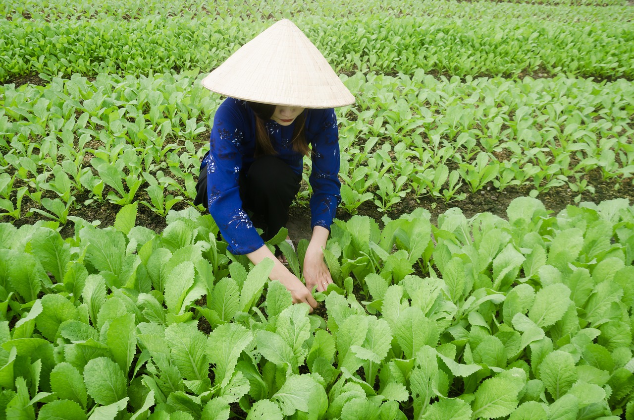 vegetables  green  plant free photo