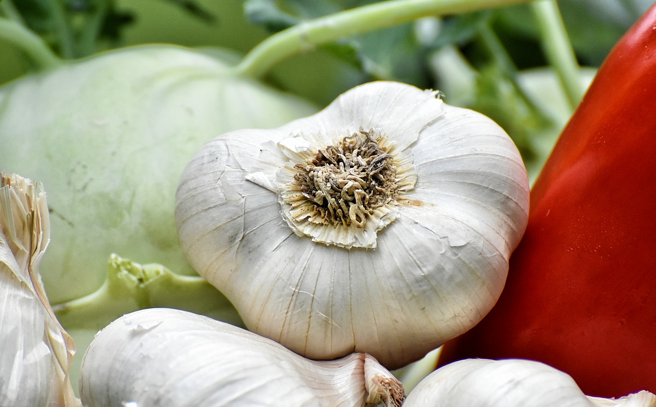 vegetables  paprika  garlic free photo