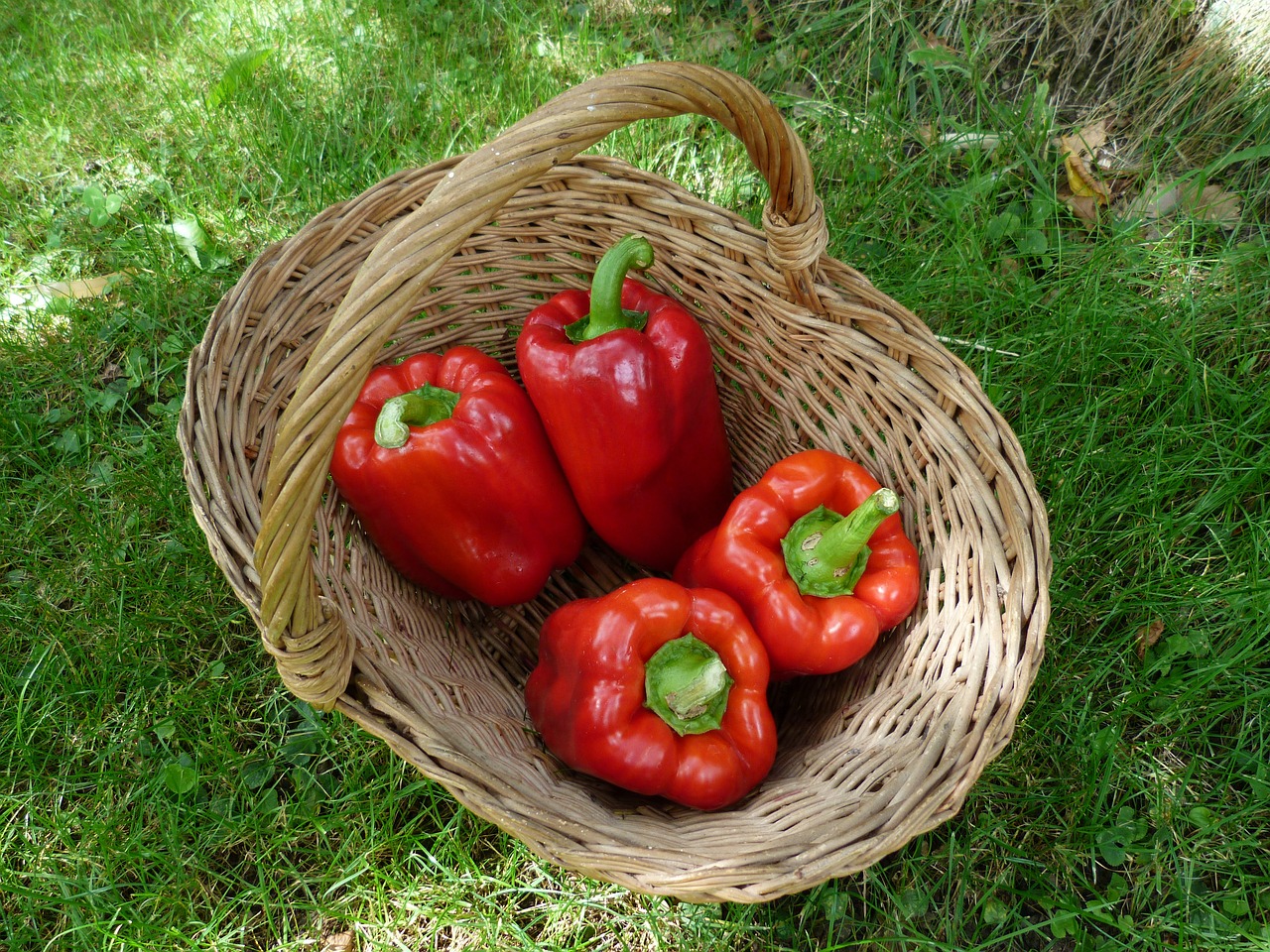 vegetables peppers basket free photo