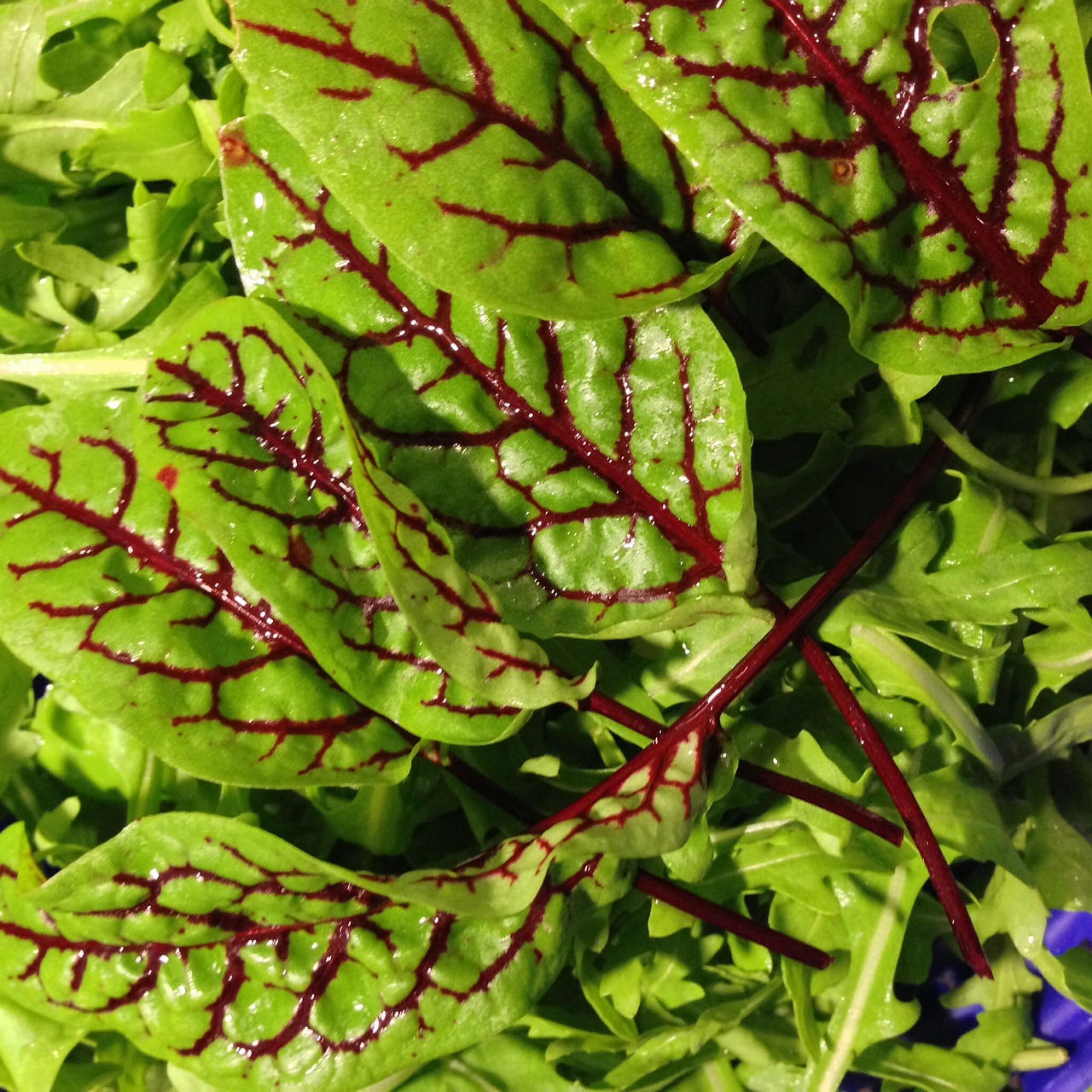 vegetables blood sorrel salad free photo