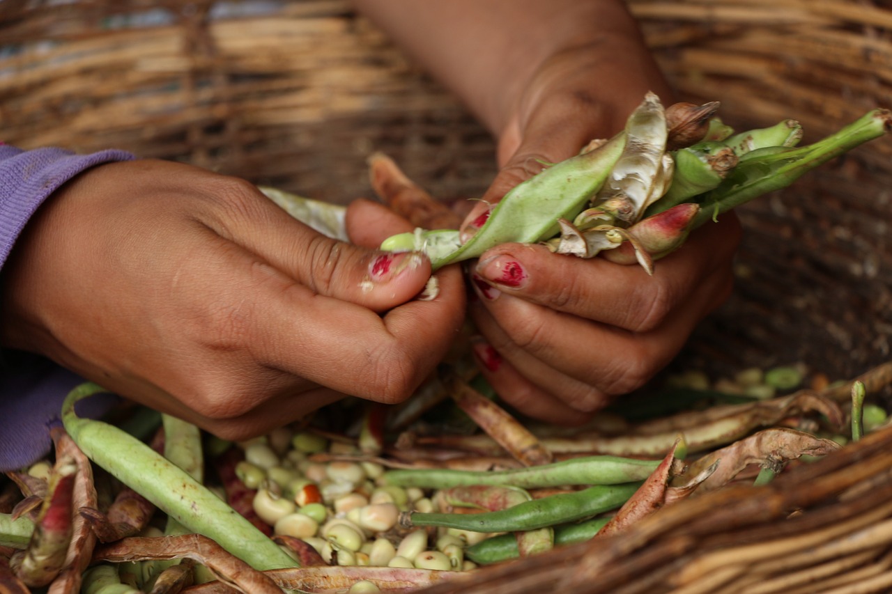 vegetables beans farmer free photo