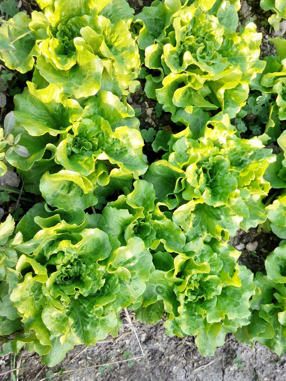 vegetables green material free photo