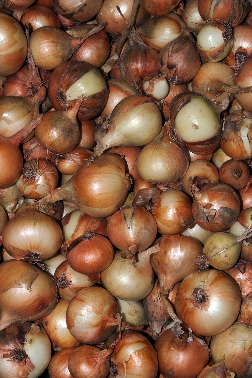 vegetables onion harvest free photo