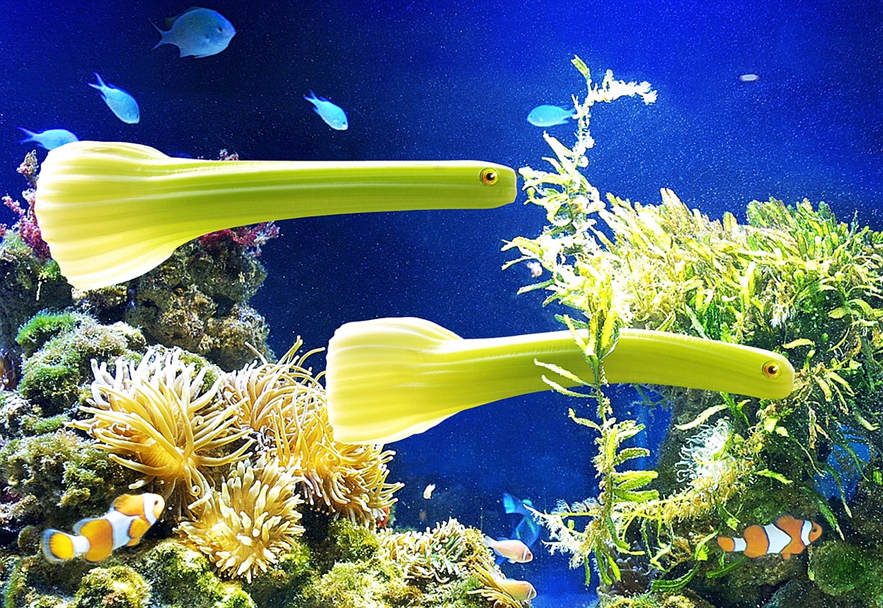 vegetables celery fish free photo