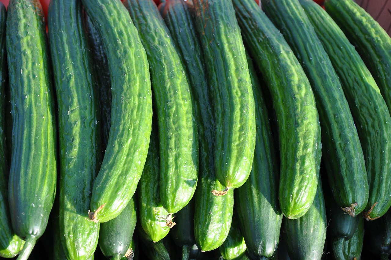 vegetables cucumber food free photo