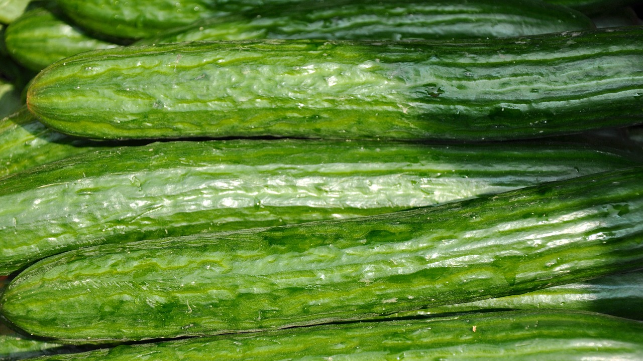 vegetables cucumber food free photo