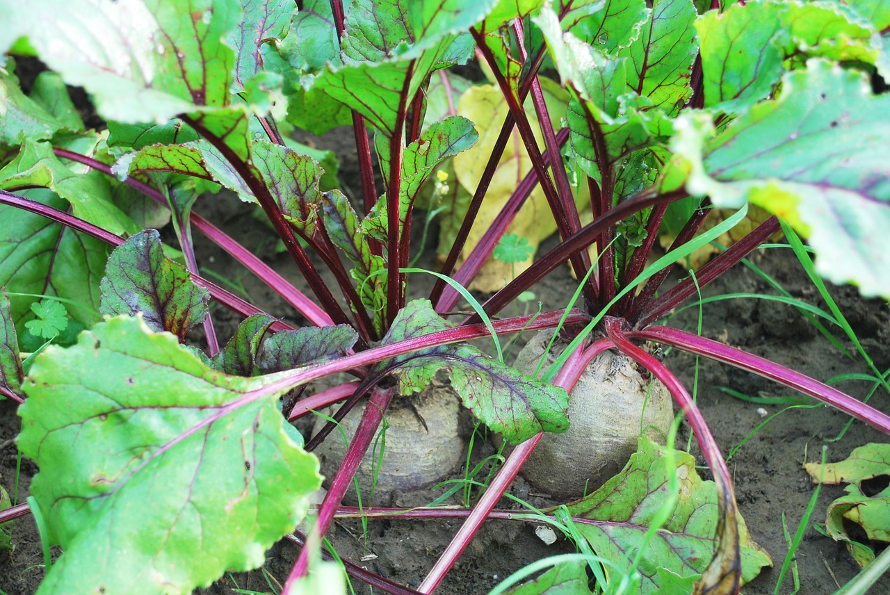 vegetables gardener vegetable garden free photo