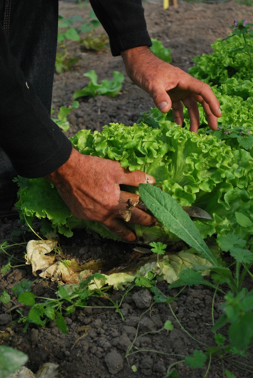 vegetables gardener vegetable garden free photo