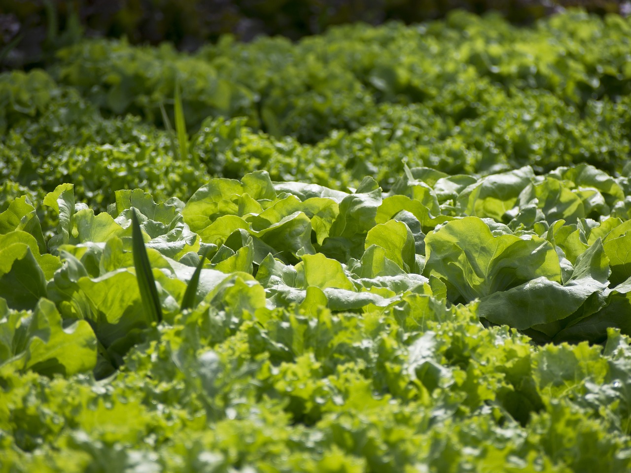 vegetables gardener vegetable garden free photo