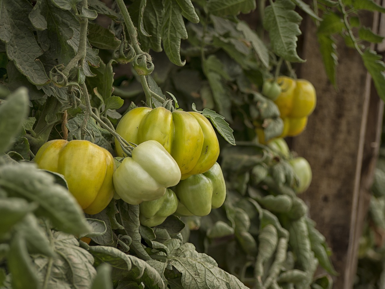 vegetables gardener vegetable garden free photo