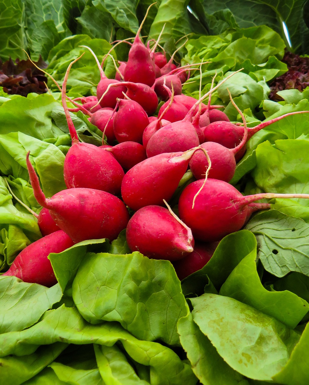 vegetables radishes radish free photo
