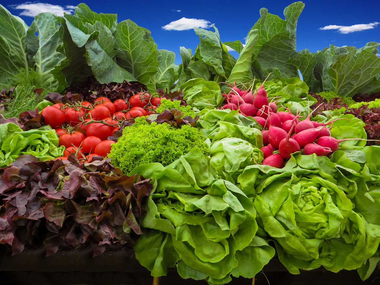 vegetables tomatoes radishes free photo